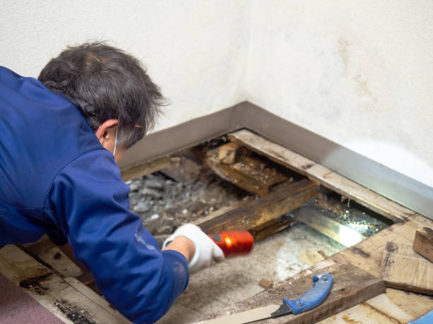 Best Mold Remediation Experts  in Ladonia, AL