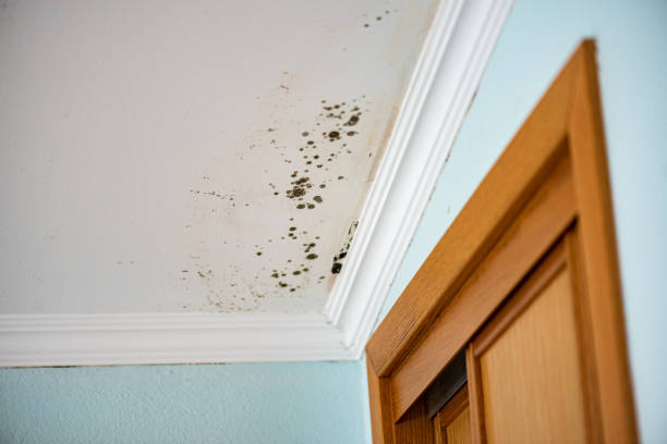 Best Commercial Mold Removal  in Ladonia, AL