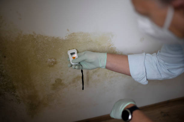Best Mold Testing  in Ladonia, AL