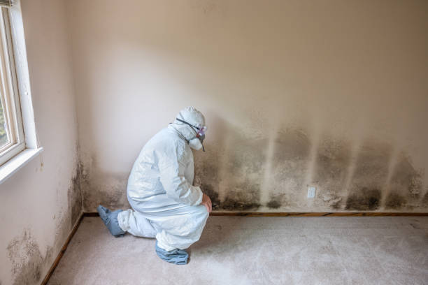 Best Mold Removal Company Near Me  in Ladonia, AL