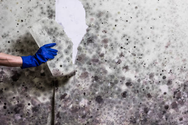 Best Mold Remediation  in Ladonia, AL