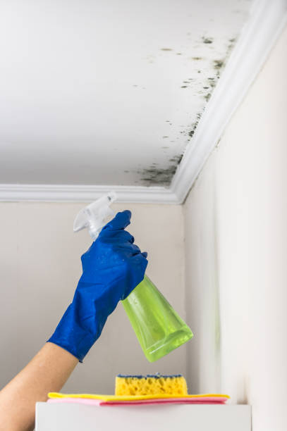 Best Emergency Mold Removal  in Ladonia, AL