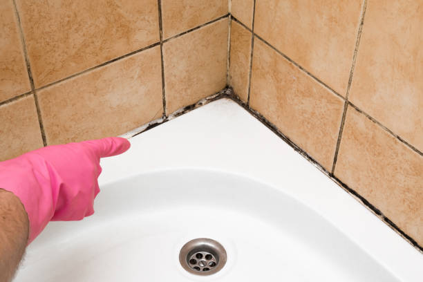 Best Same-Day Mold Removal  in Ladonia, AL